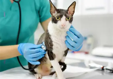 Piden actualizar NOM de medicamentos veterinarios Piden actualizar NOM de medicamentos veterinarios