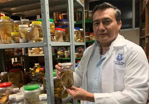 Estudian a peces del río Sabinal Estudian a peces del río Sabinal