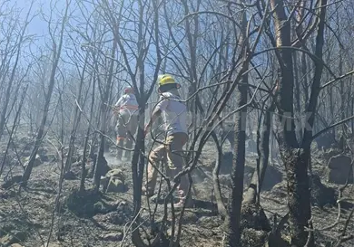 Consume fuego cinco hect&aacute;reas de arbolado
