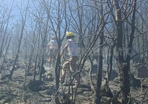 Consume fuego cinco hectáreas de arbolado Consume fuego cinco hectáreas de arbolado