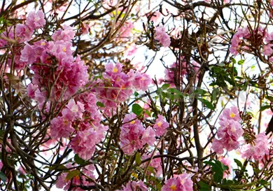 Macuilís anuncia la temporada de calor en Chiapas Macuilís anuncia la temporada de calor en Chiapas