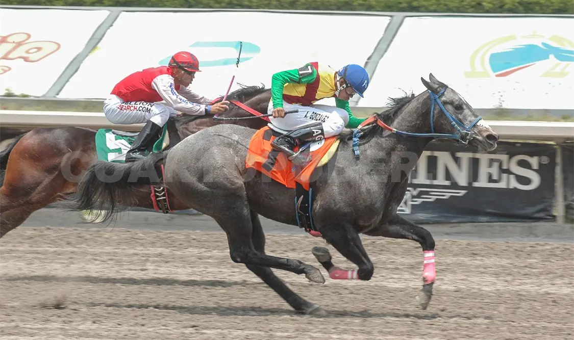 Diversos integrantes del sector hípico han realizado manifestaciones para solicitar la reapertura de las carreras. CP