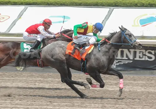 Mantienen suspensión de carreras de caballos Mantienen suspensión de carreras de caballos