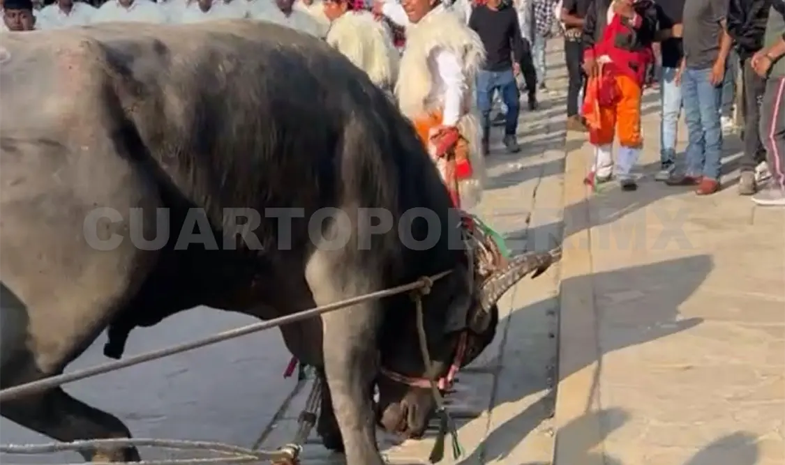 Al momento en que trató de brincar al toro, este lo tiró al piso y después lo pateó en la cara. Manuel Martínez / CP