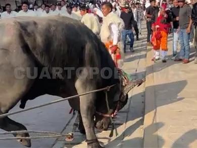 Toro lo patea en el rostro en carnaval Toro lo patea en el rostro en carnaval