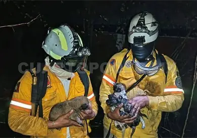 Bomberos rescatan a cachorros de incendio
