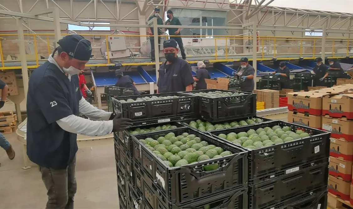 Piden certificación para aguacate, palma y café