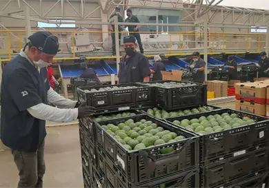 Piden certificación para aguacate, palma y café Piden certificación para aguacate, palma y café