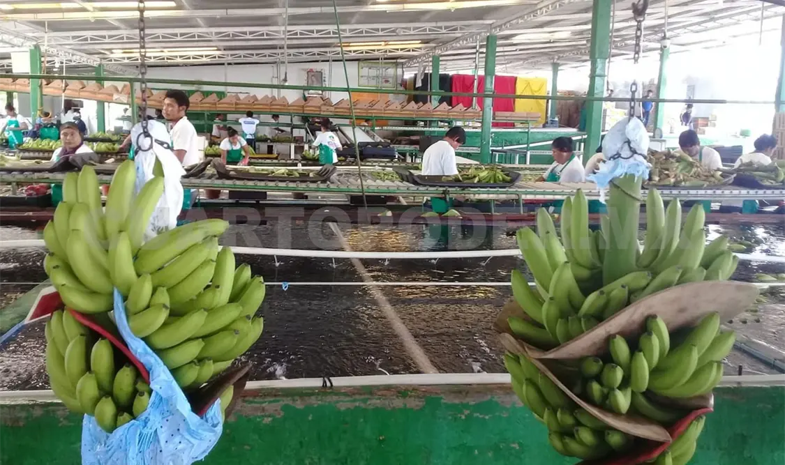Consideran que la reducción de la jornada laboral no es viable para el sector agrícola. Ramón García / CP