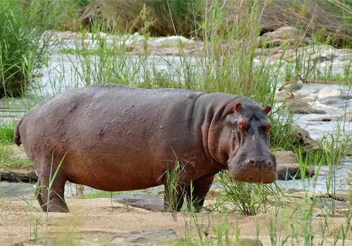 La caza furtiva amenaza a hipopótamos La caza furtiva amenaza a hipopótamos