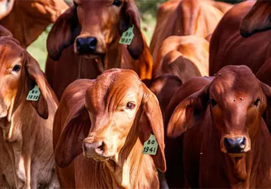 Identifica SRE oportunidades para atraer inversiones