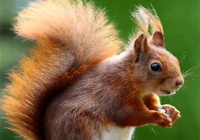 Peque&ntilde;as guardianas del bosque