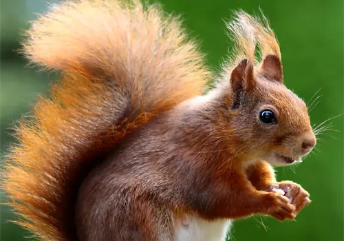 Peque&ntilde;as guardianas del bosque