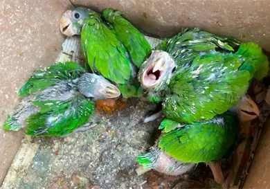 Alertan comercialización de animales exóticos Alertan comercialización de animales exóticos