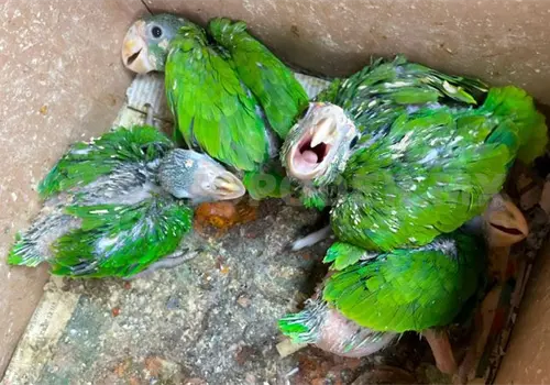 Alertan comercializaci&oacute;n de animales ex&oacute;ticos