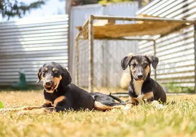 Cecam realizará una feria de adopción de perros este sábado Cecam realizará una feria de adopción de perros este sábado