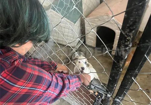 Invitan a ser voluntario en centro de rescate Invitan a ser voluntario en centro de rescate