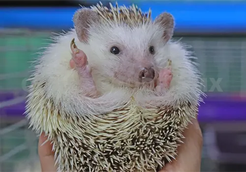 Intensifica Protección Civil rescate de fauna Intensifica Protección Civil rescate de fauna