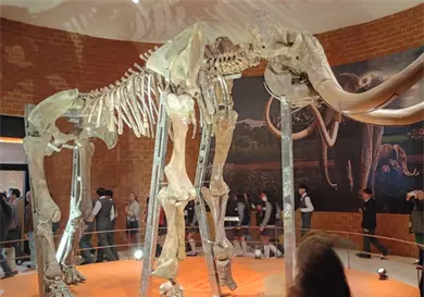 Abren Museo del Mamut