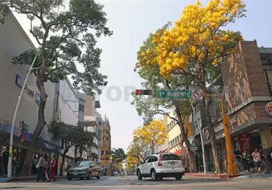 Floraci&oacute;n de &aacute;rbol de primavera sigue un ciclo natural