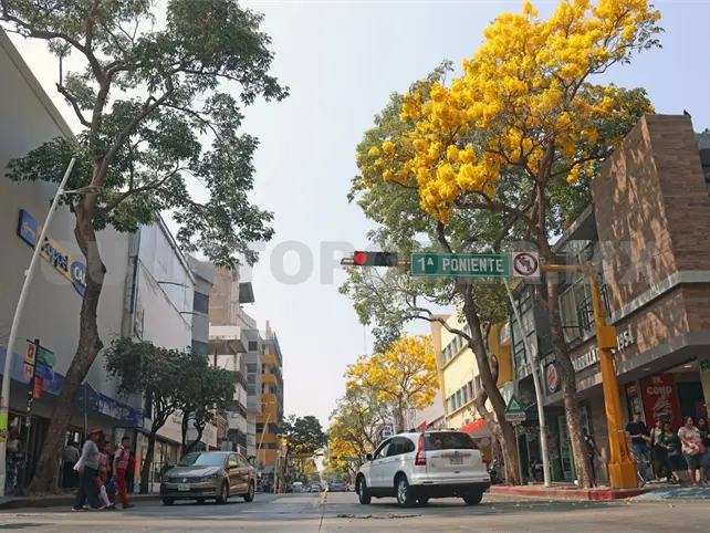 Floración de árbol de primavera sigue un ciclo natural Floración de árbol de primavera sigue un ciclo natural
