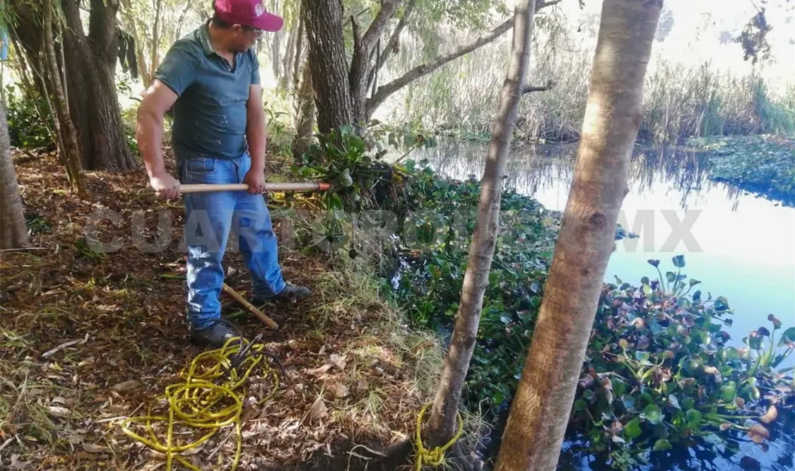 La brigada de ecología realizó el retiro de lirio acuático. Manuel Martínez / CP
