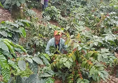 Disminuye llegada de jornaleros a cosecha