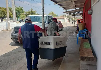 Reciben autoridades mono en resguardo