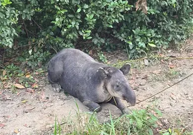 Atiende ZooMAT a tapir rescatado