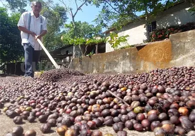 Pagan a 55 pesos kilo de caf&eacute; robusta