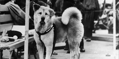 Hachiko, el perro m&aacute;s fiel del mundo