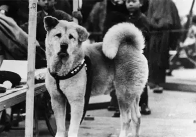 Hachiko, el perro m&aacute;s fiel del mundo
