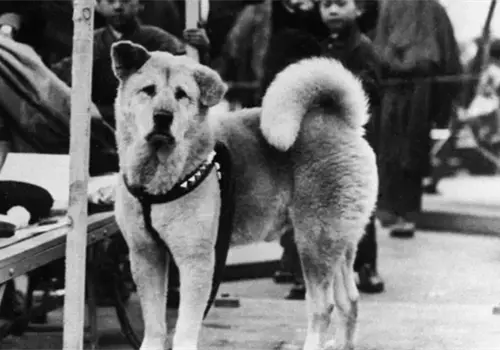Hachiko, el perro m&aacute;s fiel del mundo
