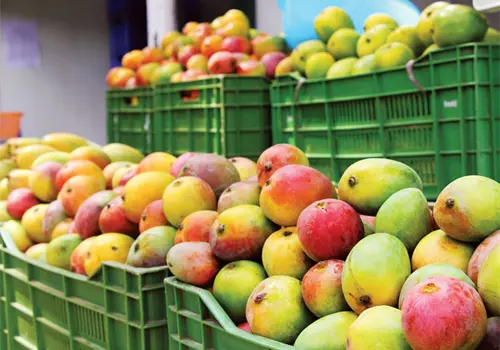 Cancelan exportaci&oacute;n de 250 toneladas de mango