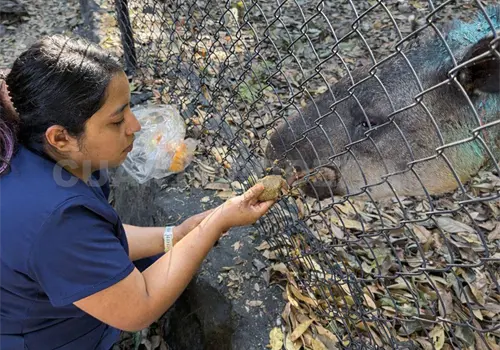Tapir rescatado en condiciones delicadas