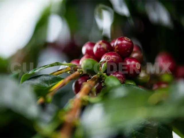 En riesgo producci&oacute;n por calor extremo
