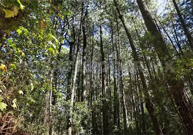 Protege nuevo decreto más de 900 hectáreas Protege nuevo decreto más de 900 hectáreas