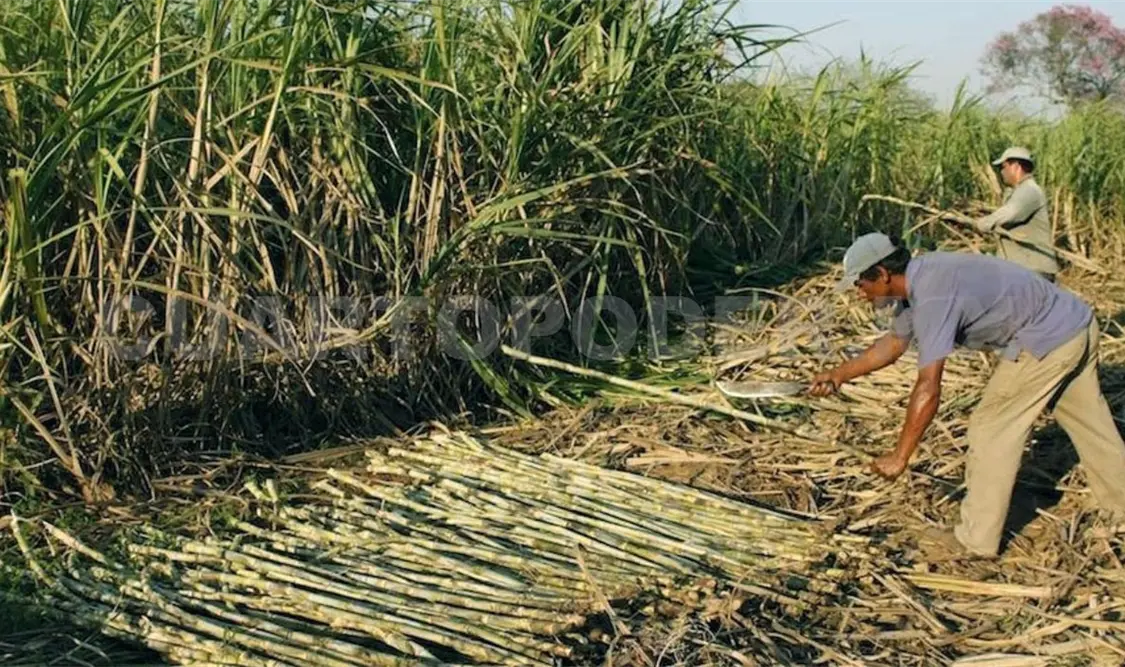 La caña de azúcar es uno de los principales cultivos que se realizan en Chiapas. Diego Pérez / CP