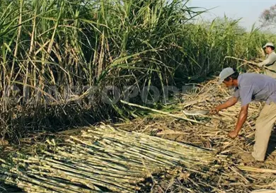 Cuarto productor nacional en caña de azúcar Cuarto productor nacional en caña de azúcar