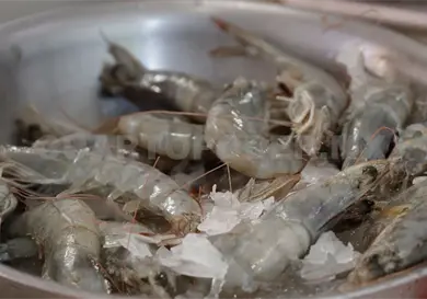 Se podrá seguir exportando camarón a EE. UU. Se podrá seguir exportando camarón a EE. UU.