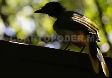 Celebra 36 aniversario la reserva El Triunfo Celebra 36 aniversario la reserva El Triunfo