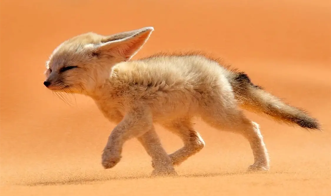 El pequeño gigante del desierto