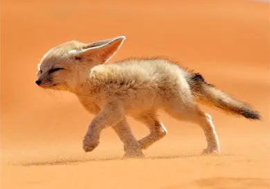 El pequeño gigante del desierto El pequeño gigante del desierto