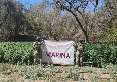 Semar localiza 7 plant&iacute;os de marihuana