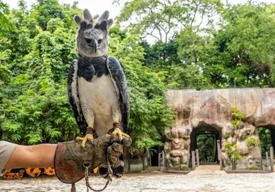 A&uacute;n no exhiben &aacute;guila arp&iacute;a del ZooMAT