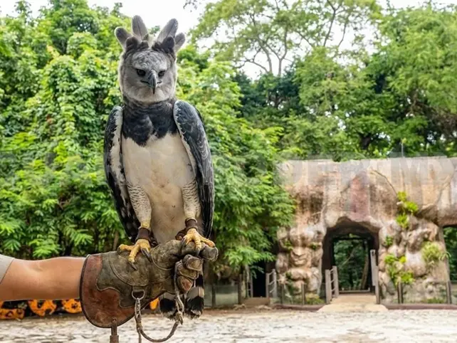 Aún no exhiben águila arpía del ZooMAT Aún no exhiben águila arpía del ZooMAT