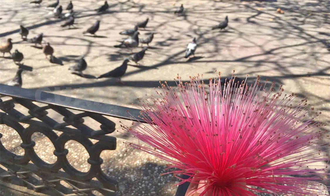 Sus flores y ramas sirven como refugio y fuente de alimento para aves e insectos polinizadores. Cortesía