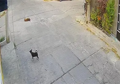 Piden investigar envenenamiento masivo de perros