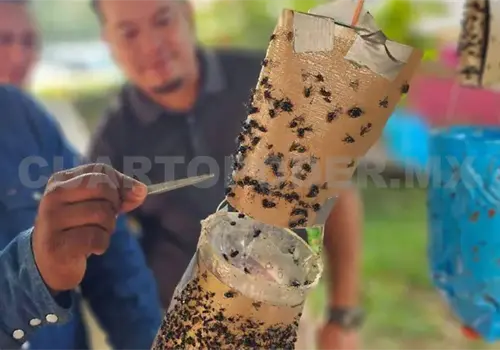 Proponen trampa artesanal contra mosca del GBG