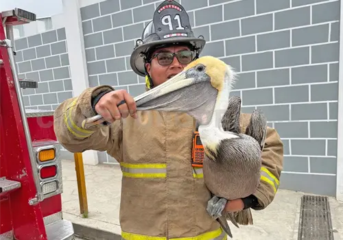 Localizan a pel&iacute;canos en zona ind&iacute;gena